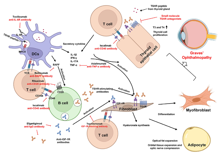 Pathogenesis of GO and immune treatment strategies