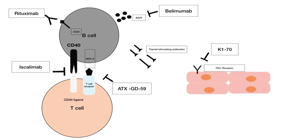 Schematic of emerging treatment strategies in the management of hyperthyroidism in Graves' disease