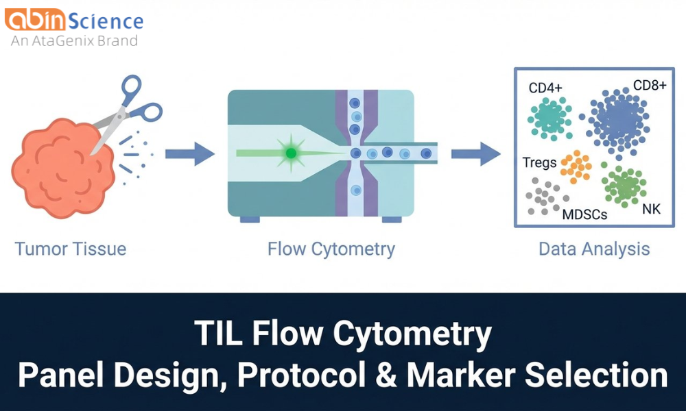 Flow Cytometry for TIL Analysis: Panel Design, Protocol & Marker Selection