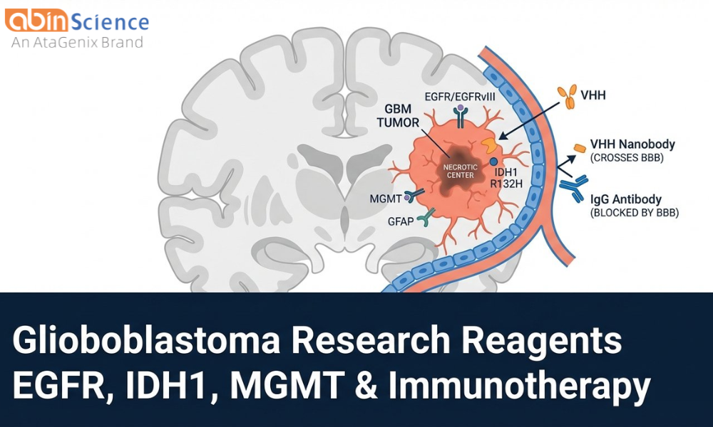 GBM Research Reagents: EGFR, IDH1, MGMT & Emerging Immunotherapy Targets