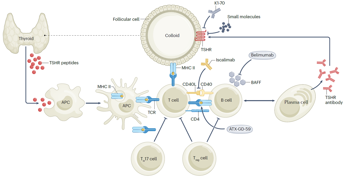 Pathogenesis of Graves' disease and mechanism of action of the most promising recent therapies
