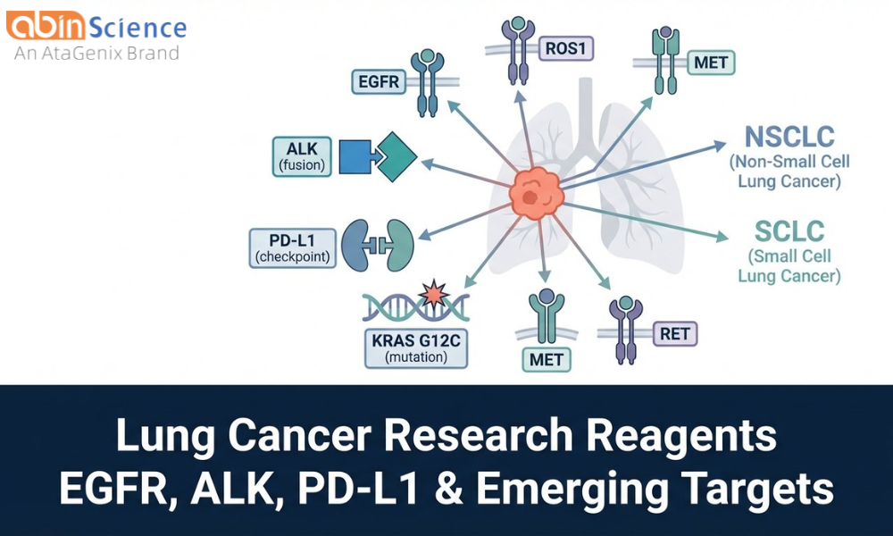 Lung Cancer Research Reagents: EGFR, ALK, PD-L1 & Emerging Targets