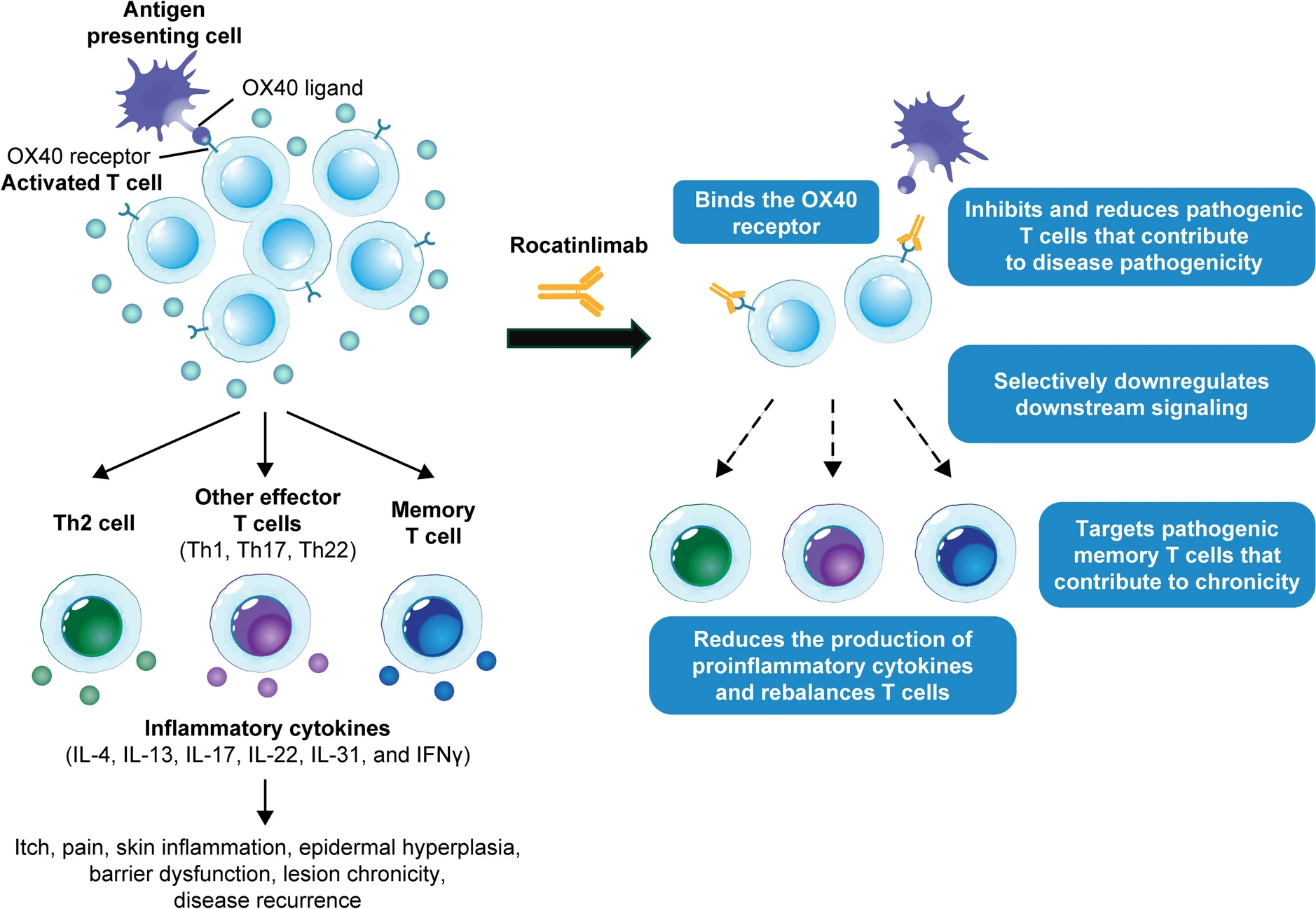 Rocatinlimab mechanism of action