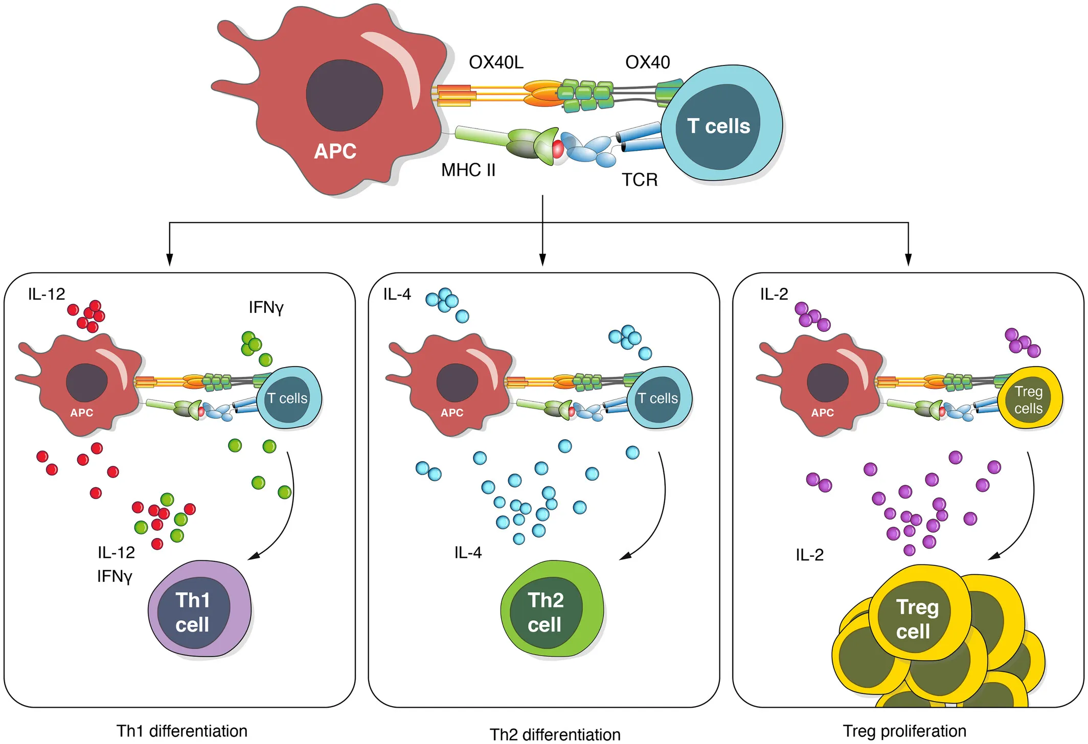 OX40-OX40L Signalling Modulates T Cell Proliferation and Polarization