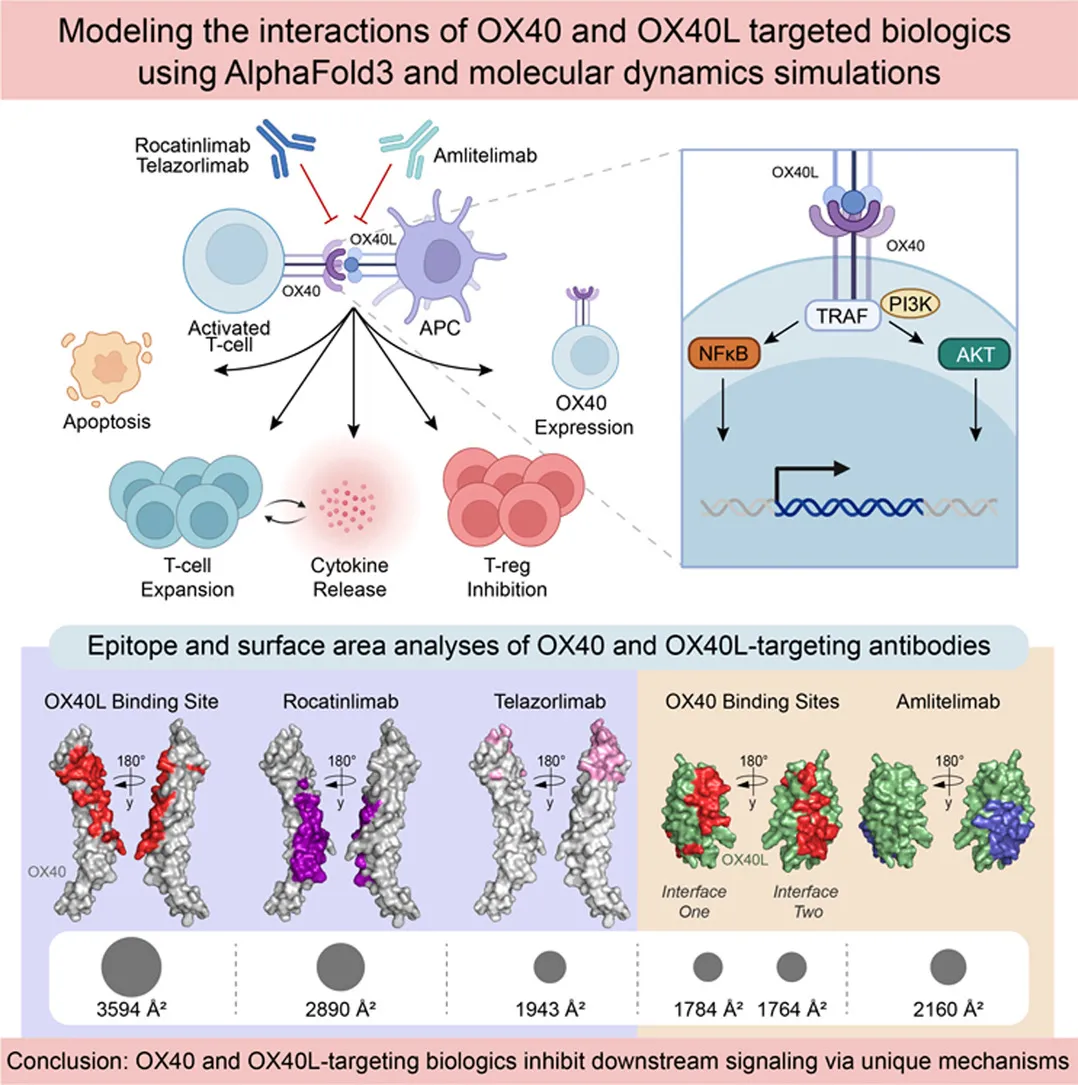 Divergent Effects of OX40 Signaling on Effector T Cells vs. Tregs