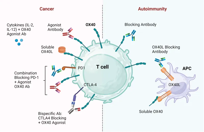 Therapeutic strategies to target OX40OX40L in cancer and autoimmunity. 