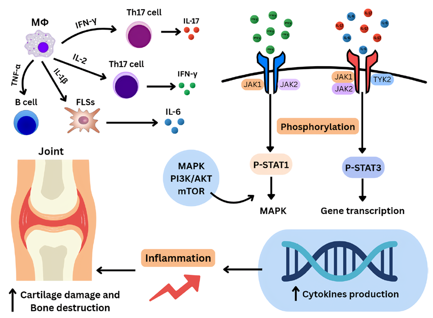 Role of the JAK-STAT Pathway in Rheumatoid Arthritis