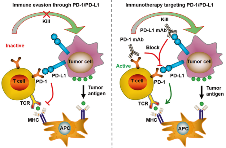 PD-1/PD-L1 Pathway Promotes Tumor Immune Evasion