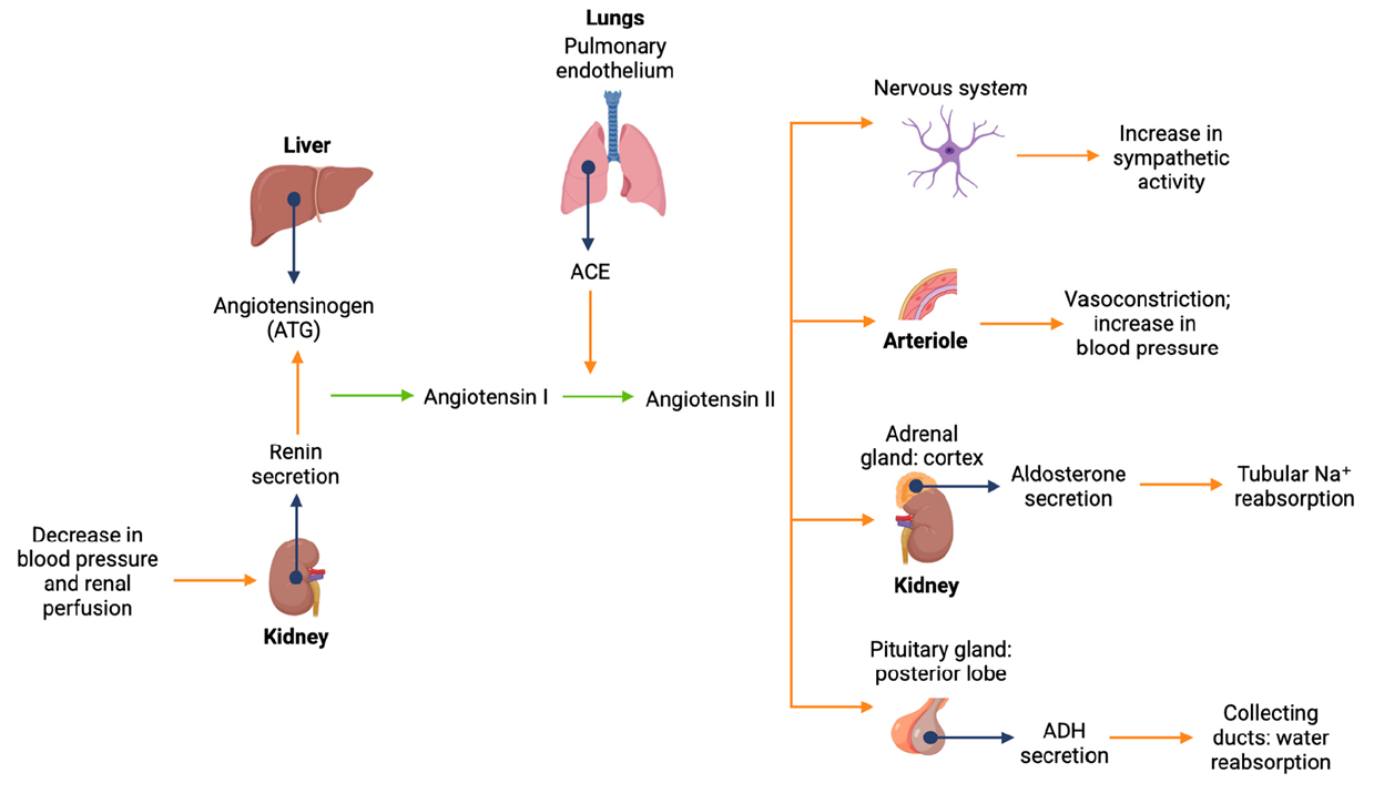 Schematic Representation of the RAAS