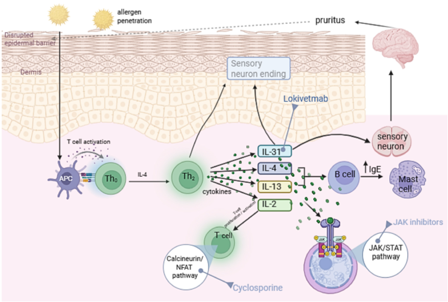 Immune Pathological Mechanism of Canine Atopic Dermatitis and Drug Targets of Anti-Cytokine Therapies