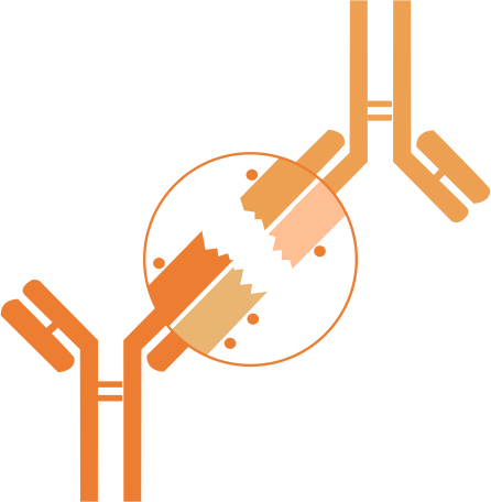 Anti-idiotype Antibodies