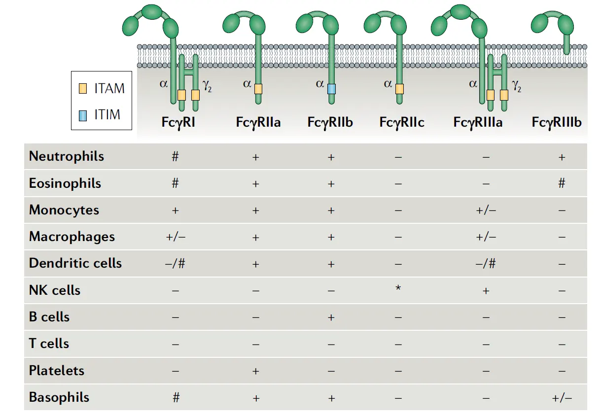 Major Types of Fcγ Receptors and Their Cellular Distribution