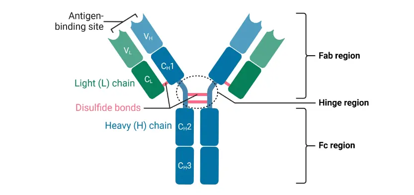 Antibody Structure