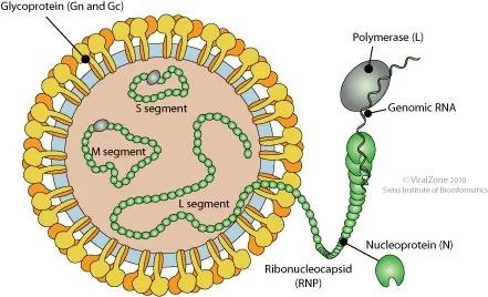 Structure of Hantavirus