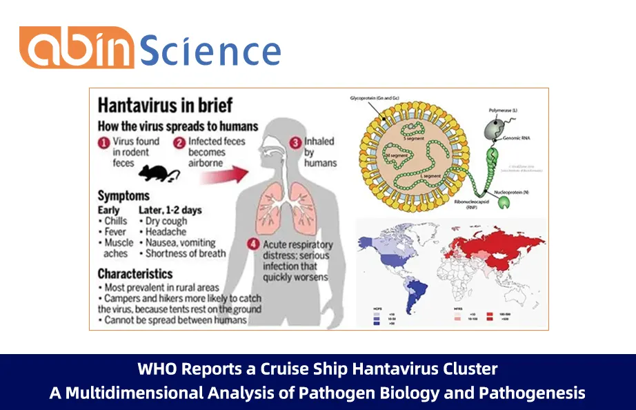WHO Reports a Cruise Ship Hantavirus Cluster: A Multidimensional Analysis of Pathogen Biology and Pathogenesis