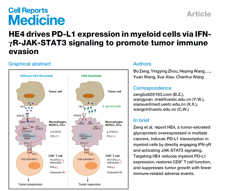 HE4 drives PD-L1 expression in myeloid cells via IFN-γR-JAK-STAT3 signaling to promote tumor immune evasion