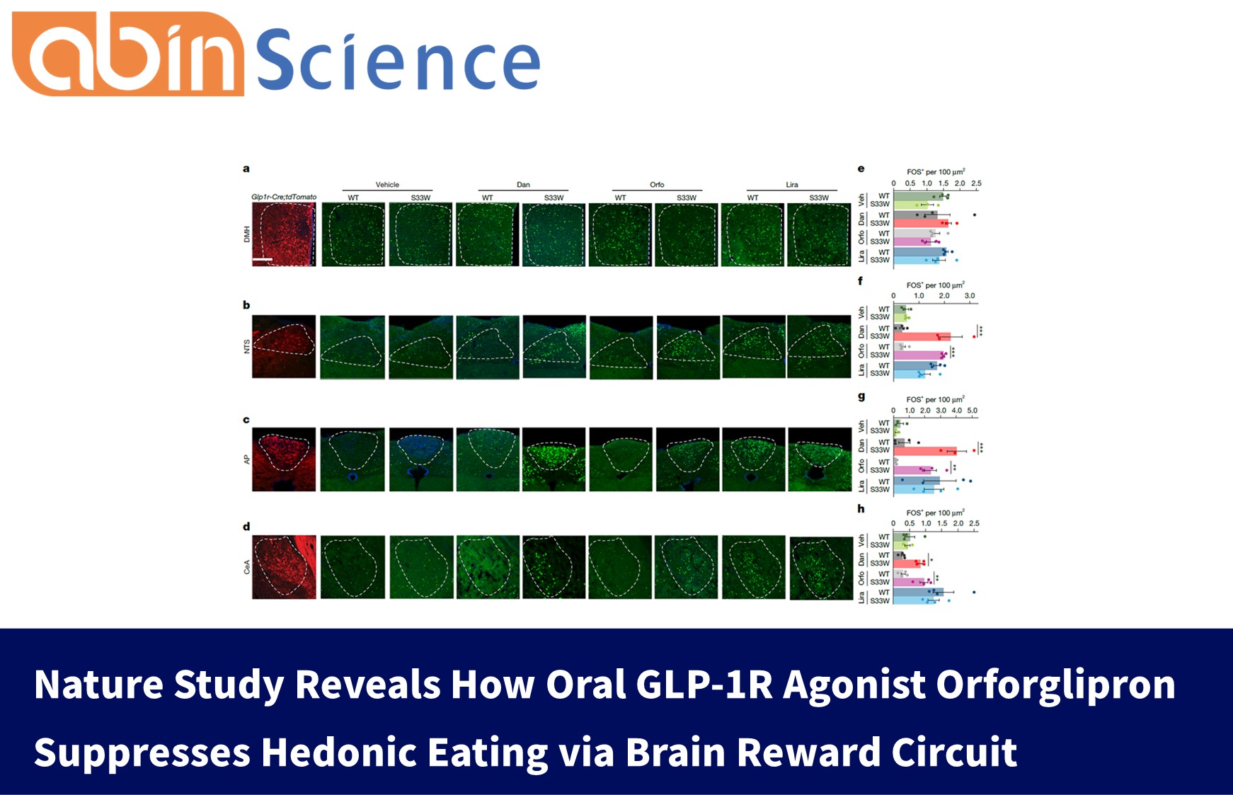 Nature Study Reveals How Oral GLP-1R Agonist Orforglipron Suppresses Hedonic Eating via Brain Reward Circuit