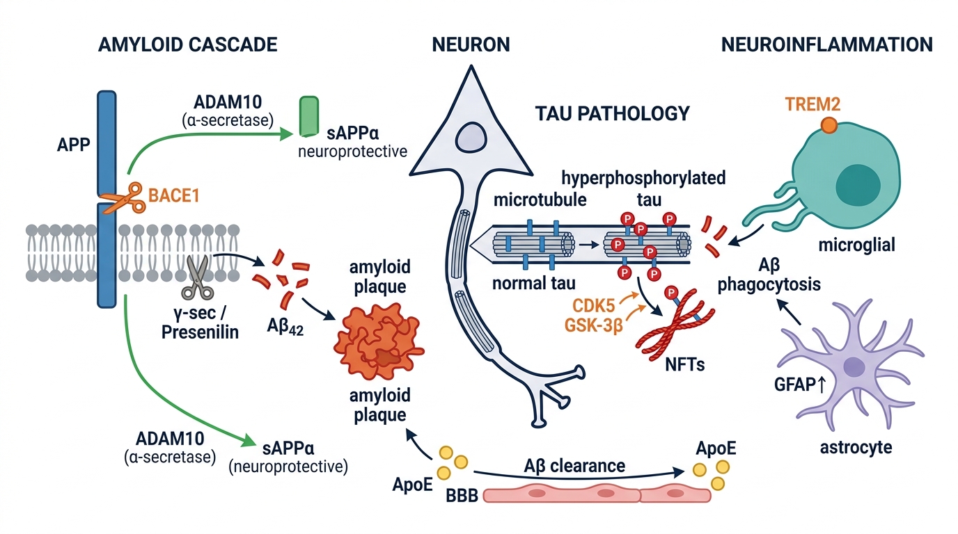 Alzheimer disease pathogenesis pathway - amyloid cascade, tau hyperphosphorylation, neuroinflammation, TREM2 microglial activation, ApoE clearance