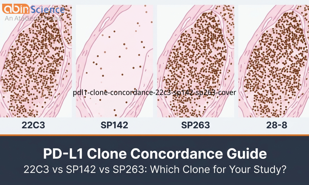  Anti-PD-L1 Antibody Clones for IHC: 22C3 vs SP142 vs SP263 &mdash; Concordance Data and Selection Guide