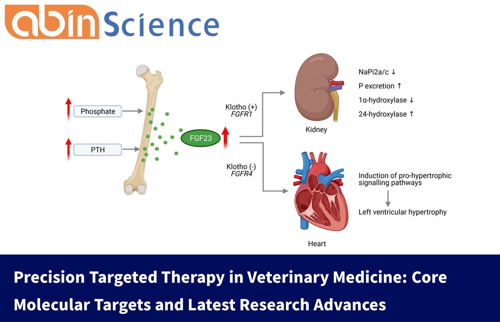 Precision-Targeted Therapy in Veterinary Medicine: A Systematic Review of Key Molecular Targets and Emerging Drugs for Canine and Feline Diseases
