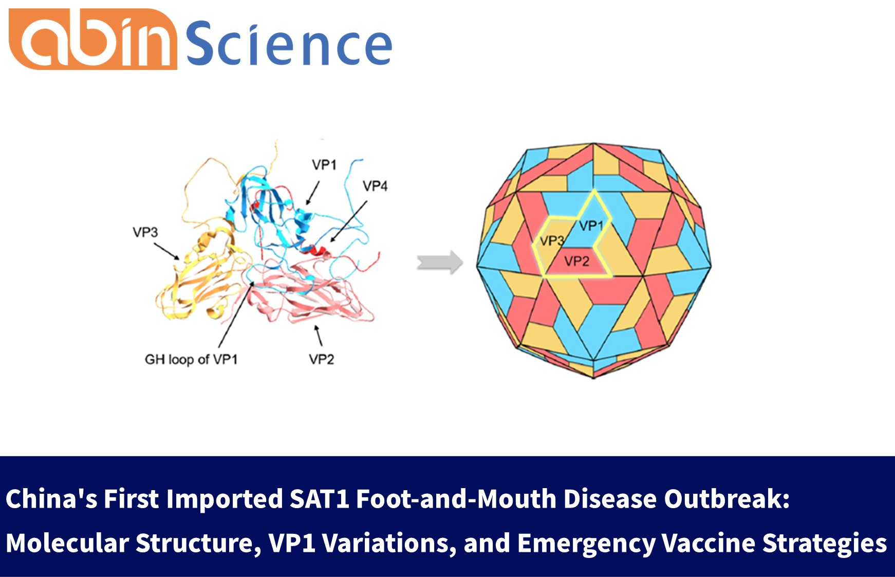 China's First Imported SAT1 Foot-and-Mouth Disease Outbreak: Molecular Structure, VP1 Variations, and Emergency Vaccine Strategies