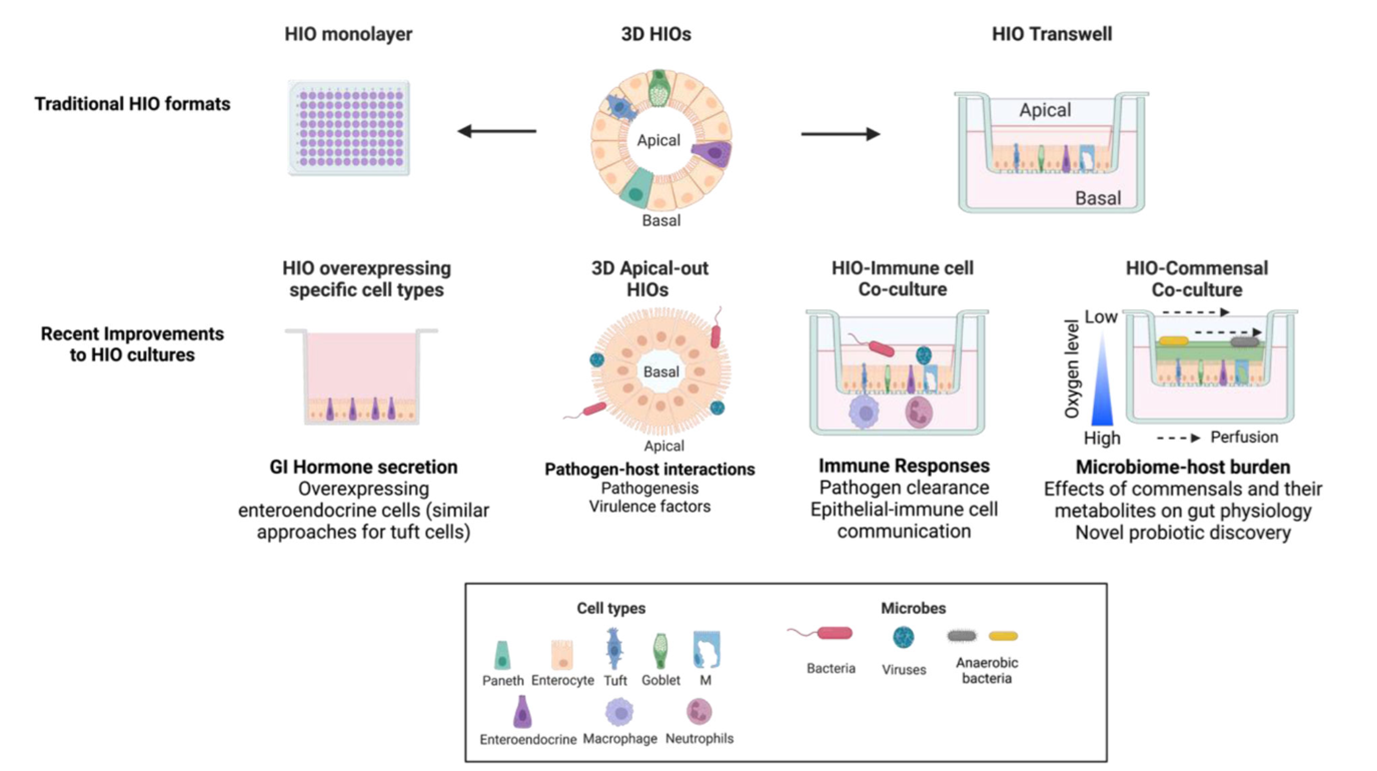 Tissue-derived organoid cultures used to study intestinal bacteria and viruses