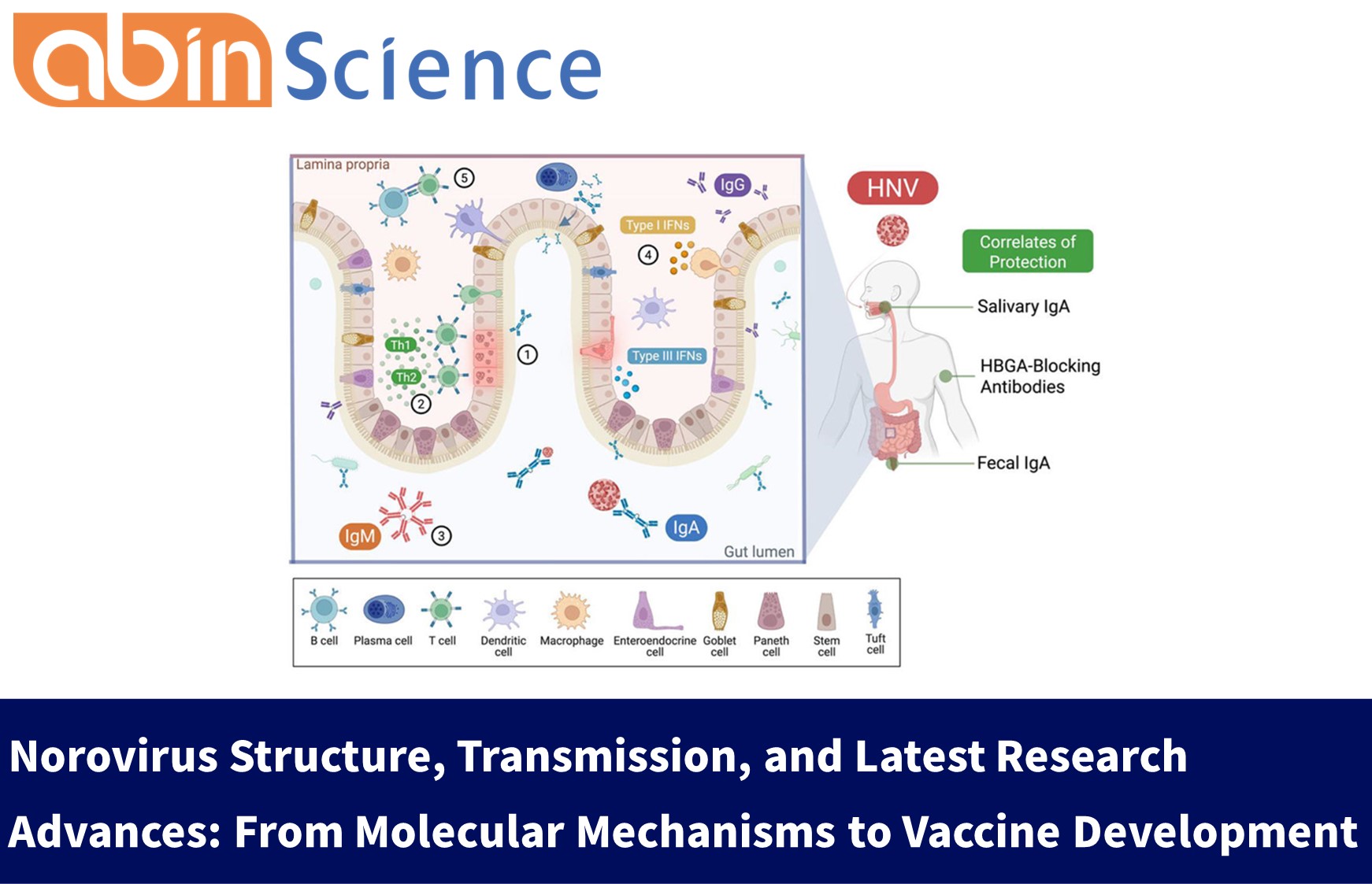 Norovirus Structure, Transmission, and Latest Research Advances: From Molecular Mechanisms to Vaccine Development