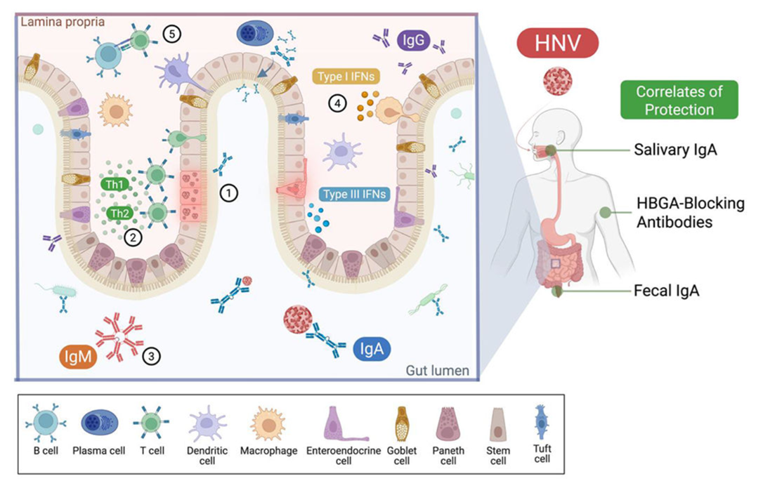 Working model of HNV immune interactions and protection