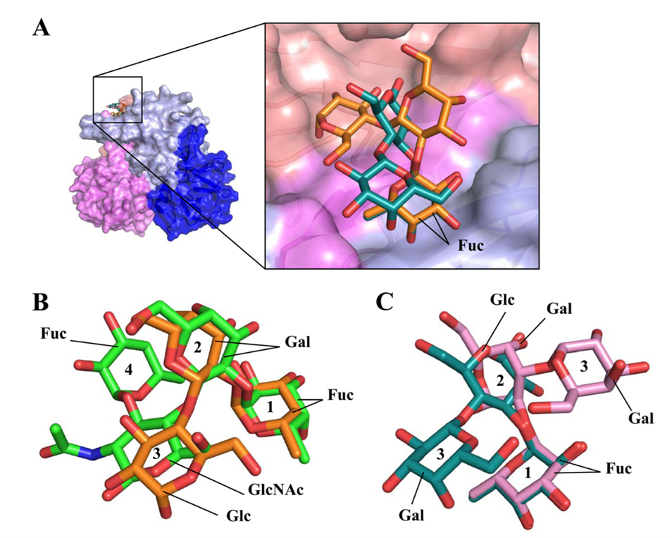 Binding of HMOs and HBGAs to GII.10 norovirus