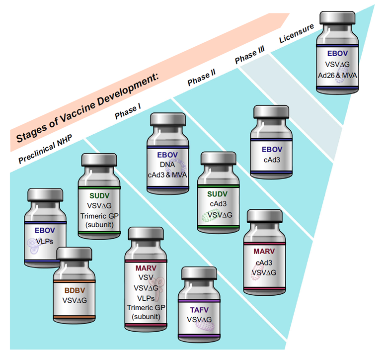 Development stages of Ebola virus vaccines in the United States