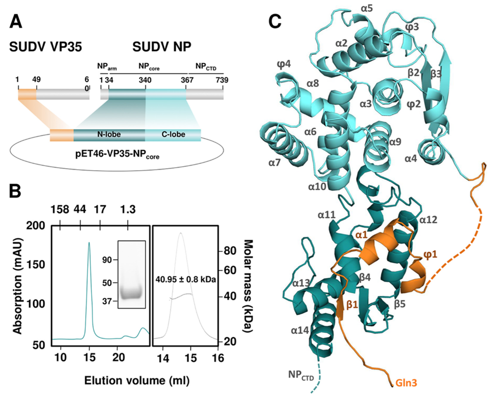 Crystal structure of the SUDV VP35–NP core complex