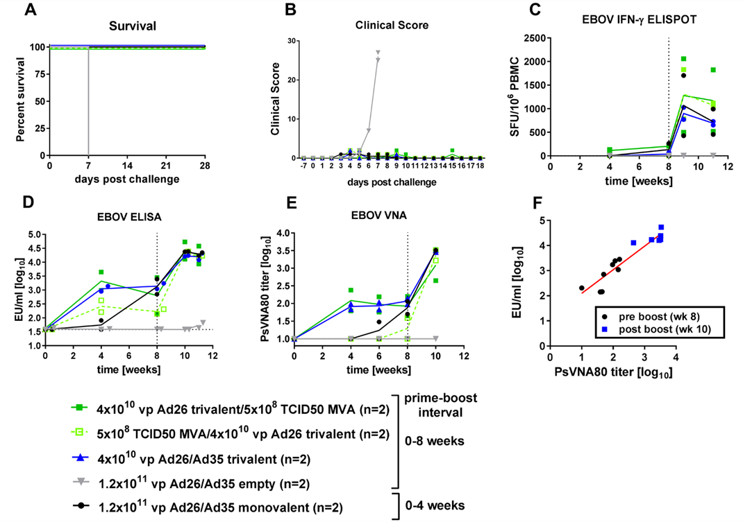 Immunogenicity of heterologous trivalent vaccine regimens versus Ad26-Ad35 monovalent vaccine and protection against EBOV Kikwit challenge