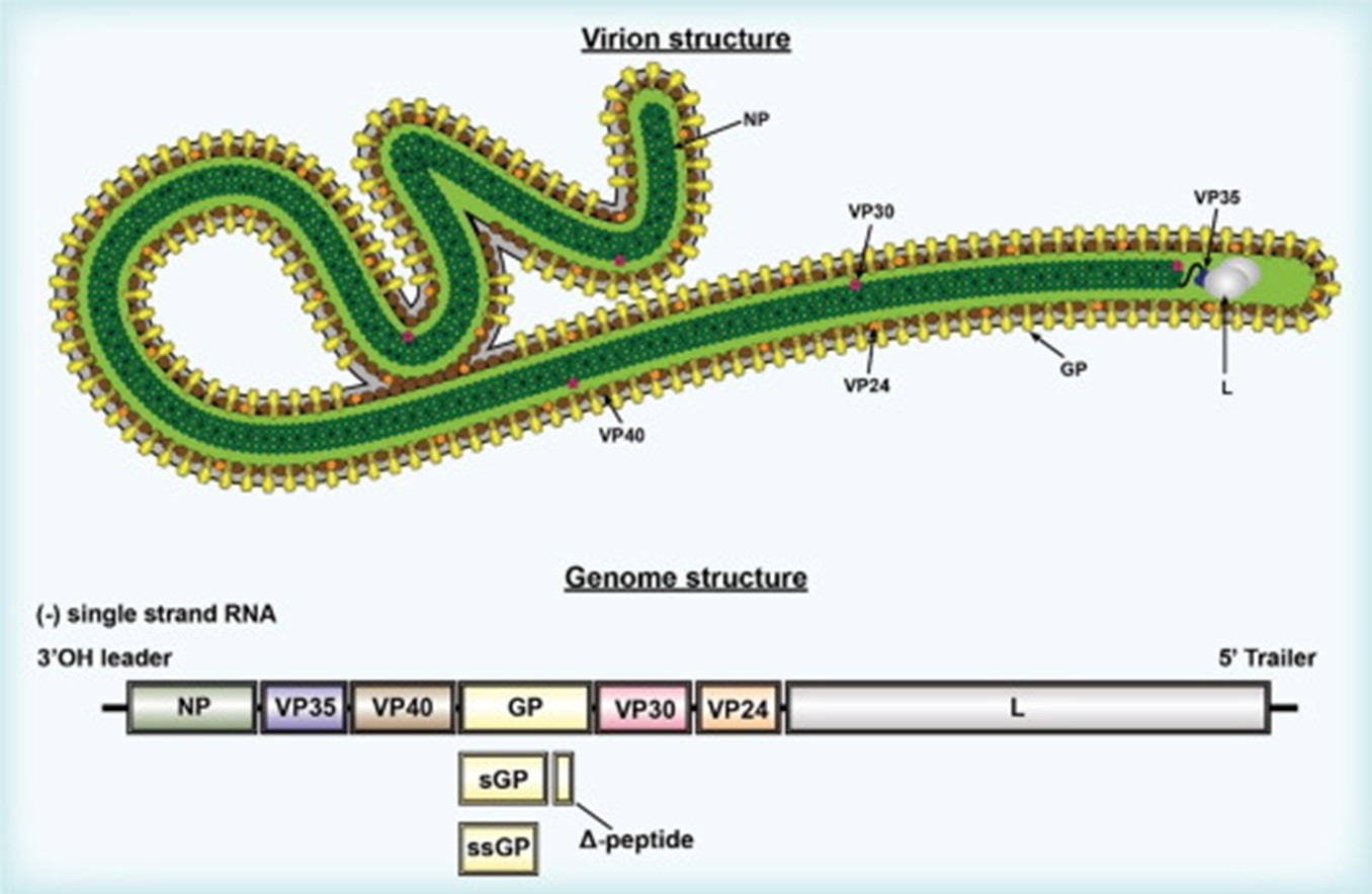 Virion and genome structure of EBOV