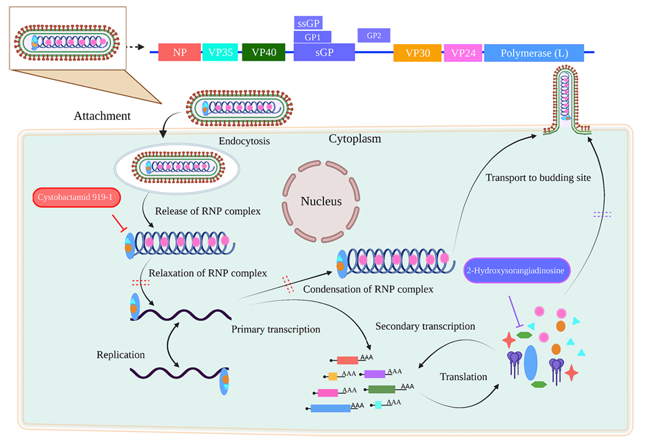 Proposed mechanisms by which myxobacterial natural products inhibit EBOV