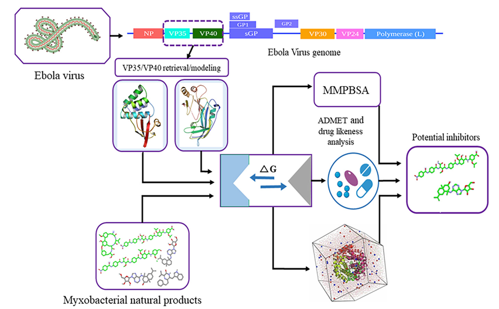 Identification of potential Ebola virus VP35 and VP40 inhibitors from myxobacterial natural products