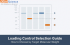 How to Choose the Right Loading Control Antibody by Target Molecular Weight