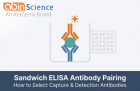 Sandwich ELISA Antibody Pairing: How to Select and Optimize Capture and Detection Antibodies