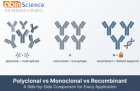 Monoclonal vs Recombinant vs Polyclonal Antibodies: A Side-by-Side Comparison