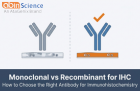 How to Choose Between Monoclonal and Recombinant Antibodies for IHC
