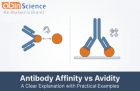 What Is Antibody Affinity vs Avidity? A Clear Explanation with Practical Examples