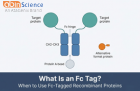 What Is an Fc Tag and When Should You Use It? A Guide to Fc-Tagged Recombinant Proteins
