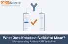 What Does Knockout-Validated Actually Mean? Understanding Antibody KO Validation