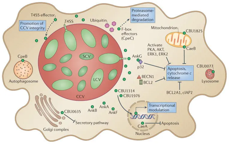 Roles of type IV secretion system effectors during Coxiella burnetii intracellular infection