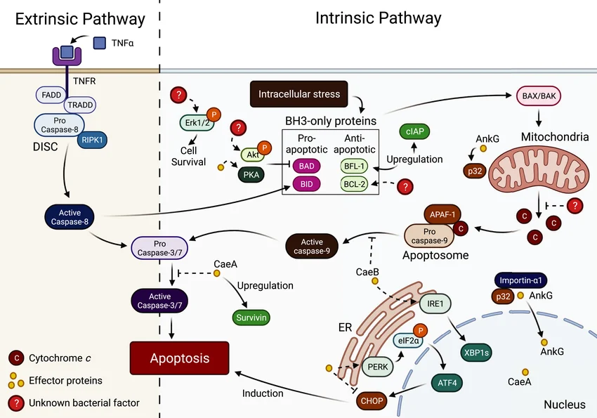 Interactions between Coxiella burnetii and apoptotic pathways