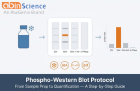 Phospho-Western Blot Protocol: Sample Prep, BSA Blocking, Detection Order & Troubleshooting