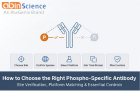 How to Choose the Right Phospho-Specific Antibody: Site, Species, Platform & Controls