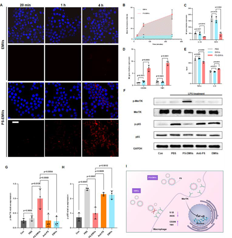 Immunomodulatory mechanism of PS-EMVs on pro-inflammatory macrophages