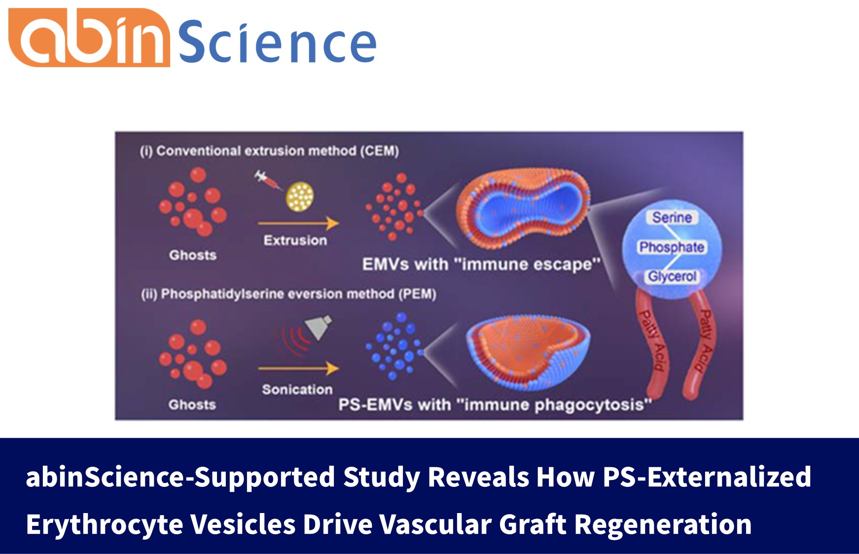 abinScience-Supported Study Reveals How PS-Externalized Erythrocyte Vesicles Drive Vascular Graft Regeneration