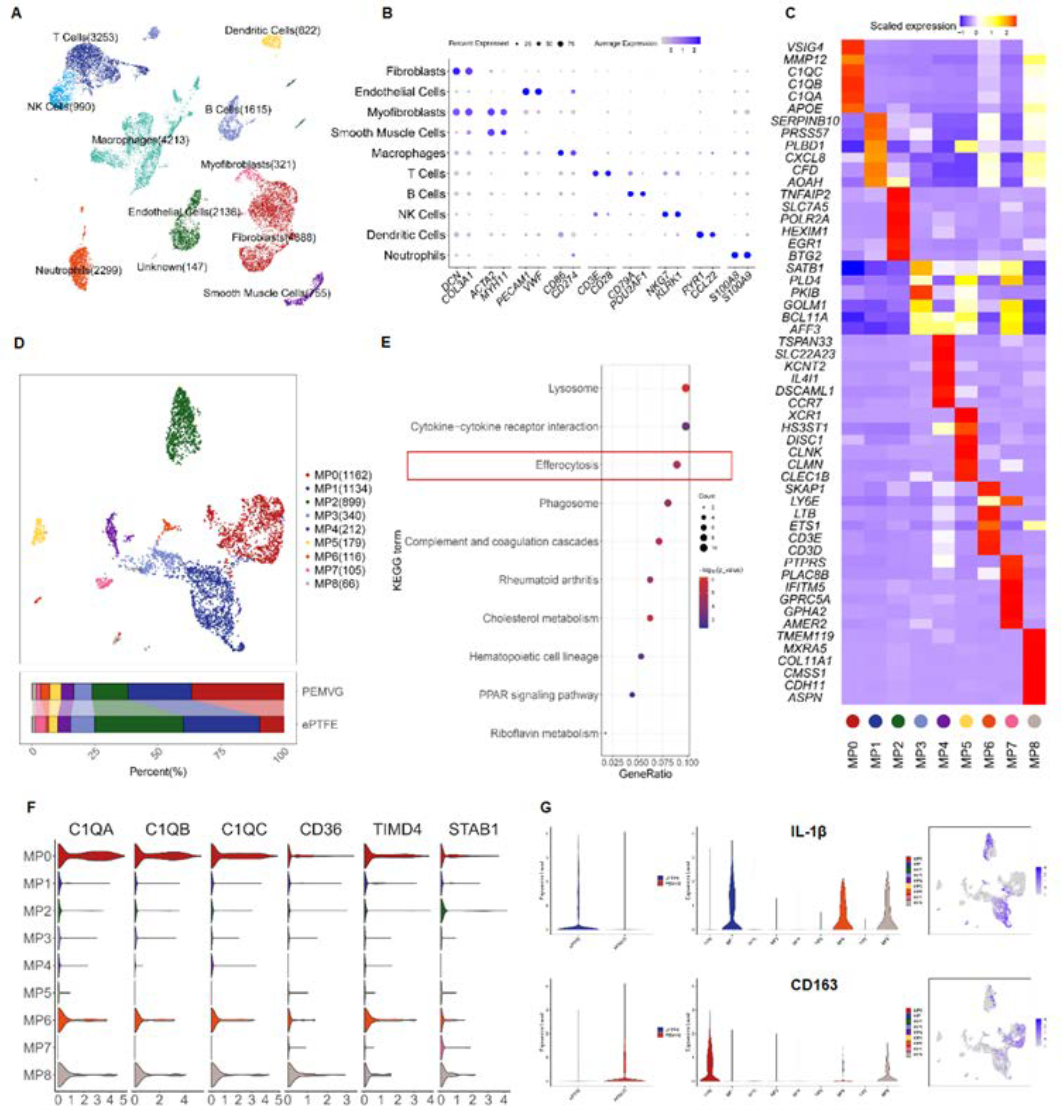 scRNA-seq reveals efferocytosis-driven vascular remodeling and regeneration in PEMVG