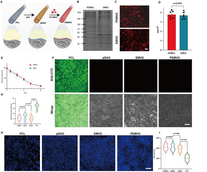 Construction of PS-EMV-functionalized small-diameter vascular grafts (PEMVG)